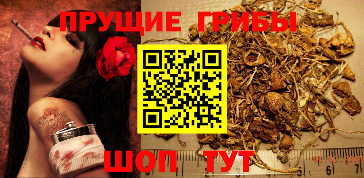 Псилоцибиновые грибы Cubensis Санкт-Петербург